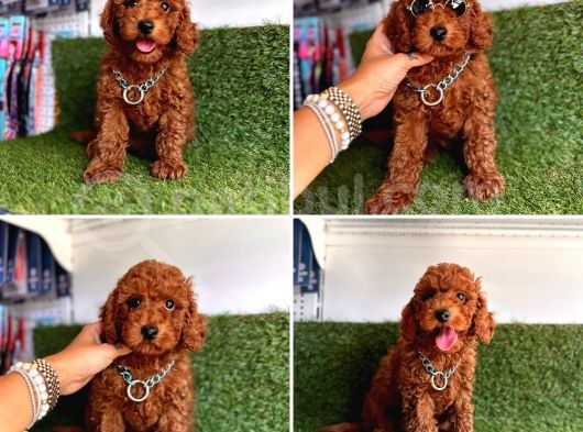 Koreni̇n Bebeği̇ Toy Poodle Yavrular görsel