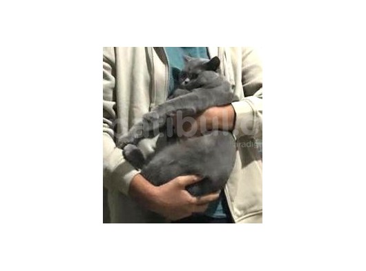 Erkek British Shorthair Kedime Eş Arıyorum