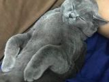 Erkek British Shorthair Kedime Eş Arıyorum