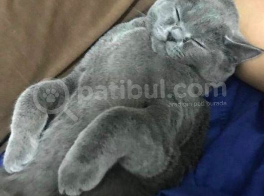 Erkek British Shorthair Kedime Eş Arıyorum görsel