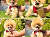 Pofuduk Bebek Pomerani̇an Boolar