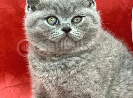 Bebek Yüzlü Orjinal British Shorthair Dişi Ve Erkek Yavrular
