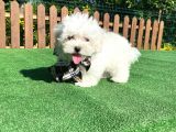 0 Numara Maltese Terrier Yavru