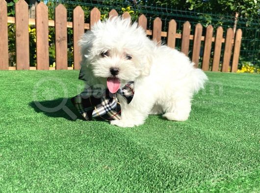 0 Numara Maltese Terrier Yavru