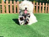 0 Numara Maltese Terrier Yavru