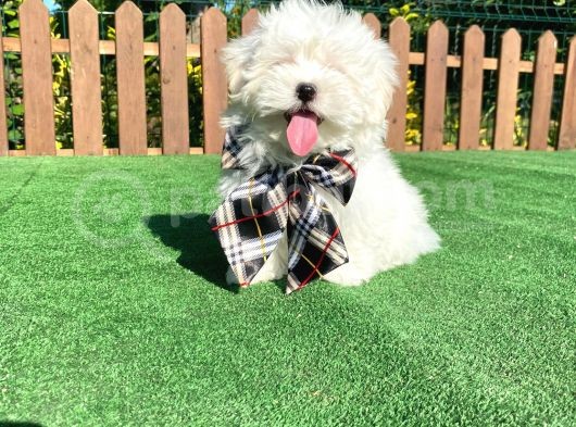0 Numara Maltese Terrier Yavru görsel