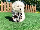0 Numara Maltese Terrier Yavru
