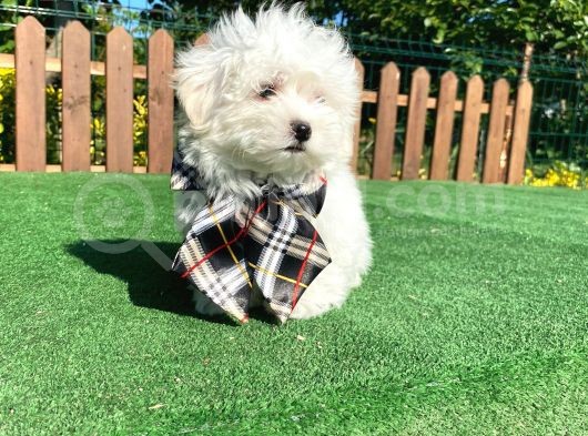 0 Numara Maltese Terrier Yavru görsel