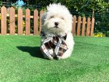 0 Numara Maltese Terrier Yavru