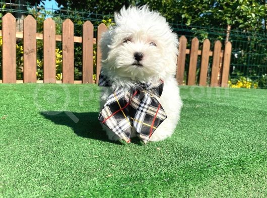 0 Numara Maltese Terrier Yavru görsel