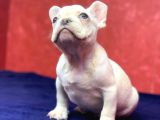 Muhteşem Güzelli̇kte French Bulldog Plati̇nyum Erkek Yavru