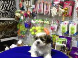 SAFKAN SHIH TZU YAVRULARI İLE VONALP GARANTİSİYLE