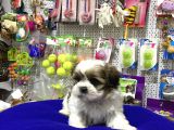Safkan Shih Tzu Yavrulari İle Vonalp Garanti̇si̇yle