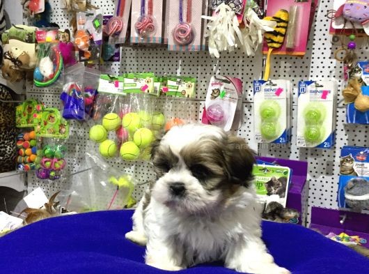 Safkan Shih Tzu Yavrulari İle Vonalp Garanti̇si̇yle görsel