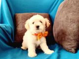 MALTESSE TERRİER  