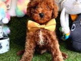 Aşıları tam wc eğitimli poodle yavrular