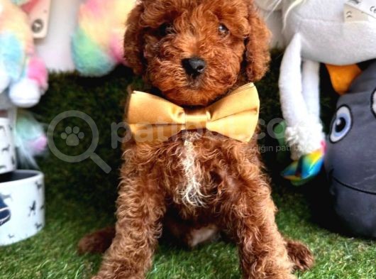 Aşıları Tam Wc Eğitimli Poodle Yavrular