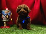 Evdeki Ses Poodle