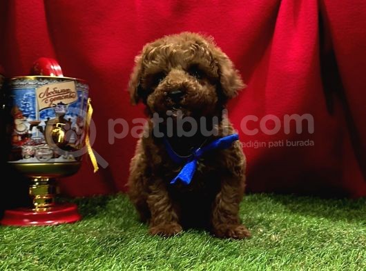 Evdeki Ses Poodle görsel