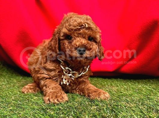 Evdeki Ses Poodle görsel