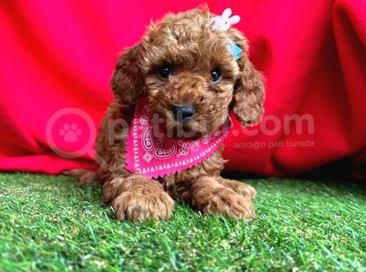Evdeki Ses Poodle