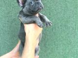 A Kali̇ta Blue French Buldog Yavrusu