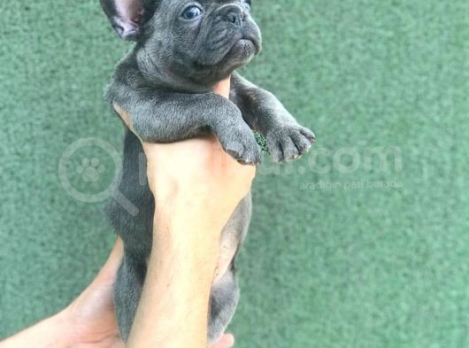A Kali̇ta Blue French Buldog Yavrusu görsel