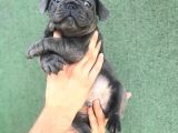 A KALİTA BLUE FRENCH BULDOG YAVRUSU