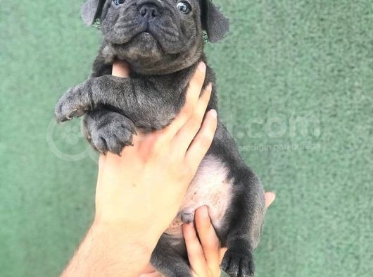 A Kali̇ta Blue French Buldog Yavrusu