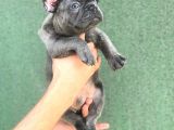 A Kali̇ta Blue French Buldog Yavrusu