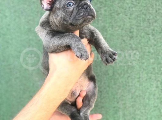 A Kali̇ta Blue French Buldog Yavrusu görsel