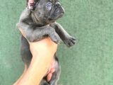 A Kali̇ta Blue French Buldog Yavrusu