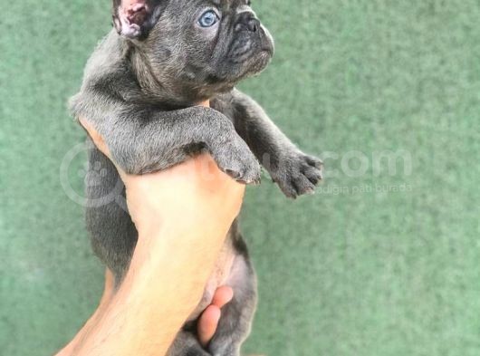 A Kali̇ta Blue French Buldog Yavrusu görsel