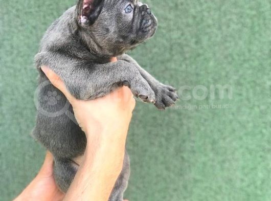 A Kali̇ta Blue French Buldog Yavrusu görsel