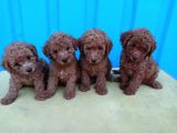 Safkan lekesiz red ve red Brown orjinal yavrular