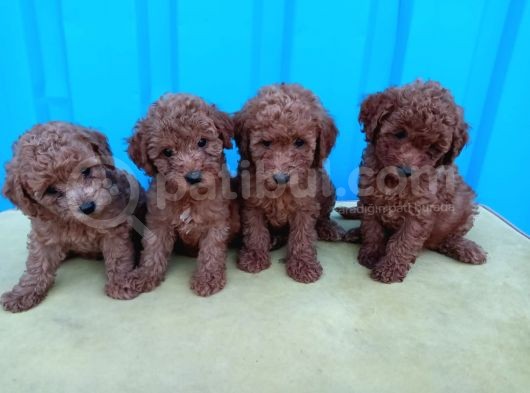 Safkan Lekesiz Red Ve Red Brown Orjinal Yavrular