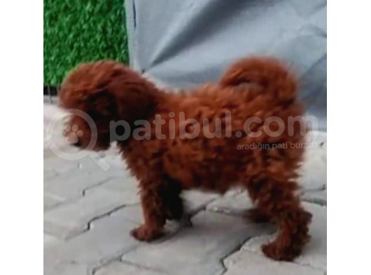 Safkan Lekesiz Red Ve Red Brown Orjinal Yavrular görsel