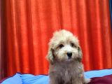 Kıvır kıvır maltipoo yavruları