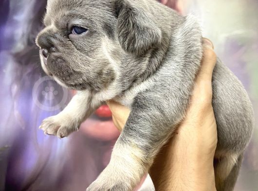 French Bulldog Egzotik Renkler görsel