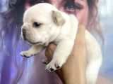 French Bulldog Egzotik Renkler