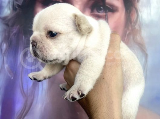 French Bulldog Egzotik Renkler görsel