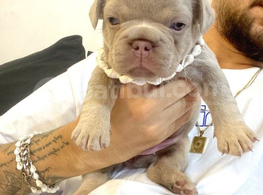 French Bulldog Egzotik Renkler görsel
