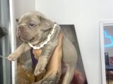 FRENCH BULLDOG EGZOTIK RENKLER