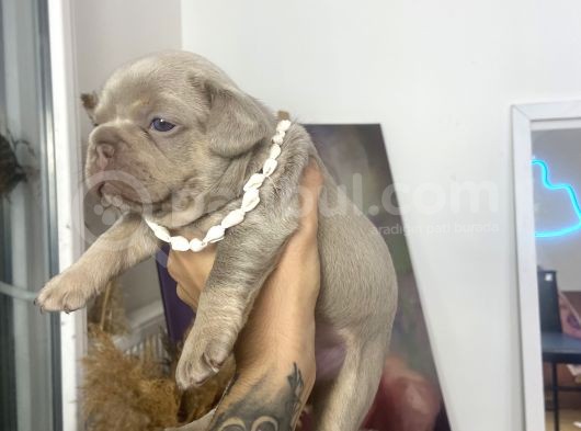 French Bulldog Egzotik Renkler