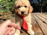 Sevimli Toy Poodle Bebek Kg Garantili