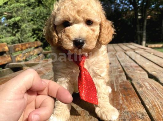 Sevimli Toy Poodle Bebek Kg Garantili