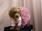Mini Dişi Toy Poodle