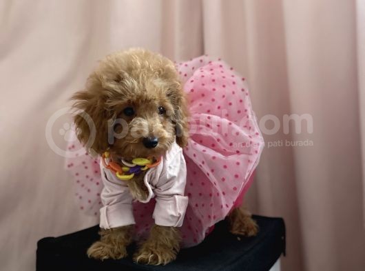 Mini Dişi Toy Poodle görsel