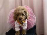 Mini Dişi Toy Poodle