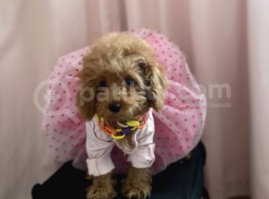 Mini Dişi Toy Poodle